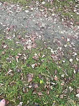 Snapshot of Aronn4 chatting on November 12, 2025, 8:07 am Aronn4 online show from November 12, 2025, 8:07 am