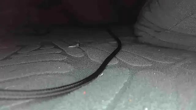 sclax38 online show from January 1, 2025, 12:00 pm