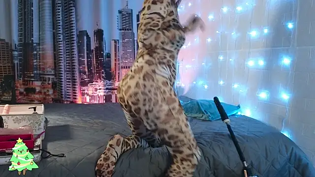 Snapshot of DashaHart chatting on December 13, 2025, 8:04 pm DashaHart online show from December 13, 2025, 8:04 pm