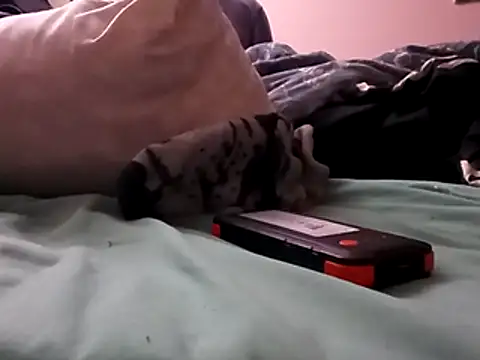 Snapshot of Blkstylion chatting on December 5, 2025, 2:48 pm Blkstylion online show from December 5, 2025, 2:48 pm