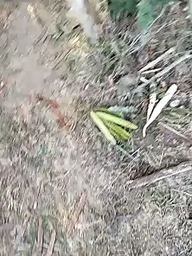 Monster Bigdick online show from January 12, 2025, 11:07 am