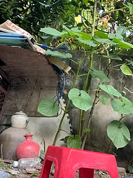 Snapshot of __Saphia__ chatting on November 27, 2025, 12:33 am Saphia online show from November 27, 2025, 12:33 am