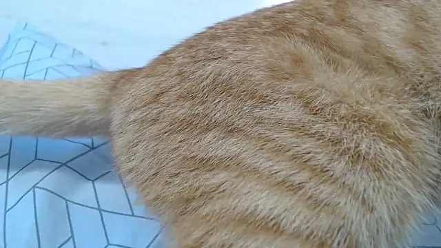 CRISTIINA37 online show from November 6, 2025, 11:58 am