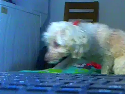 Ian zaenzz online show from February 5, 2025, 6:48 pm