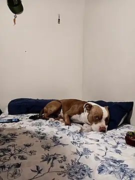 Snapshot of sebasxx97 chatting on November 1, 2025, 1:34 am sebasxx97 online show from November 1, 2025, 1:34 am