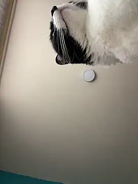 Snapshot of Kimmymadison- chatting on January 15, 2026, 9:07 pm Kimmymadison- online show from January 15, 2026, 9:07 pm