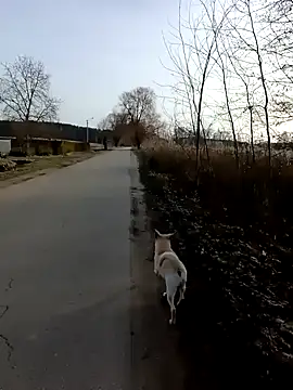 zxcalientes online show from January 1, 2025, 11:05 am