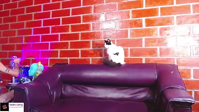 Trix fiore oficial online show from March 22, 2026, 10:44 pm