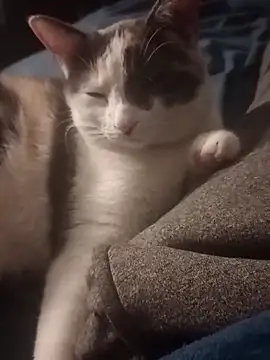 Snapshot of AmazonianMistress chatting on February 14, 2025, 2:33 pm AmazonianMistress online show from February 14, 2025, 2:33 pm