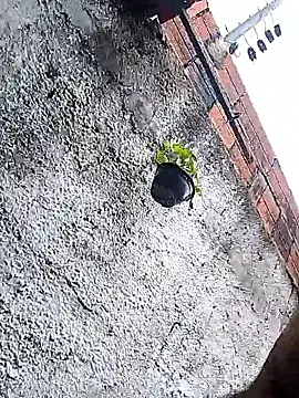 Tiago0031 online show from March 3, 2026, 7:43 pm