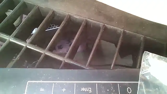 Snapshot of allissonw13 chatting on October 23, 2025, 8:46 am allissonw13 online show from October 23, 2025, 8:46 am