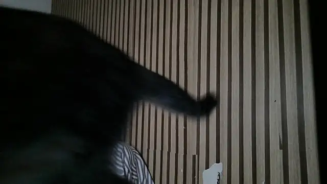 Snapshot of Dedel199 chatting on December 23, 2025, 11:09 am Dedel199 online show from December 23, 2025, 11:09 am