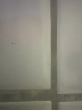 orient zob online show from February 25, 2026, 4:18 pm