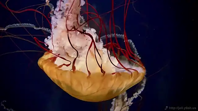 streamy test11 online show from December 18, 2025, 12:20 pm