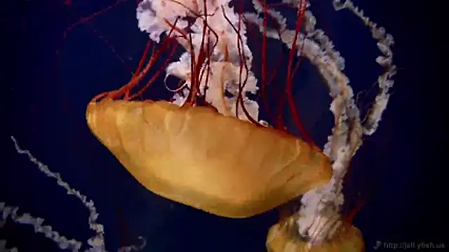 streamy test11 online show from March 2, 2026, 7:48 am