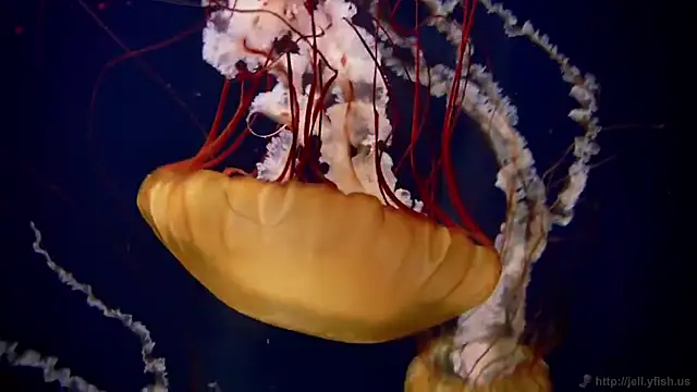 streamy test11 online show from November 10, 2025, 5:29 pm