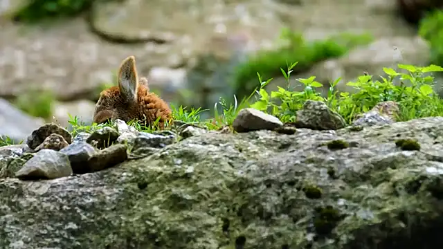 Snapshot of streamy_test12 chatting on March 20, 2025, 8:42 am streamy test12 online show from March 20, 2025, 8:42 am