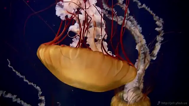 Snapshot of streamy_test12 chatting on November 13, 2025, 11:47 am streamy test12 online show from November 13, 2025, 11:47 am