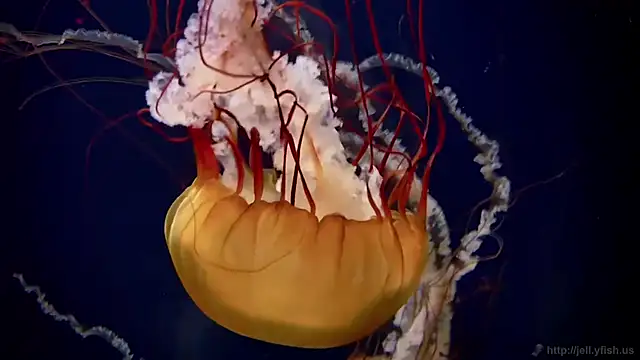 streamy test12 online show from February 12, 2026, 7:19 am