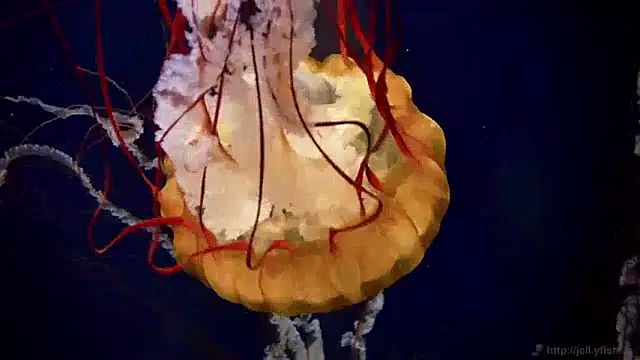 Snapshot of streamy_test12 chatting on December 10, 2024, 8:19 am streamy test12 online show from December 10, 2024, 8:19 am