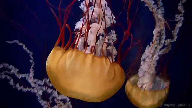 Snapshot of streamy_test12 chatting on September 25, 2025, 1:50 pm streamy test12 online show from September 25, 2025, 1:50 pm