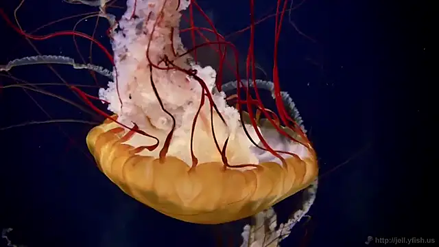 Snapshot of streamy_test13 chatting on February 26, 2025, 8:17 am streamy test13 online show from February 26, 2025, 8:17 am