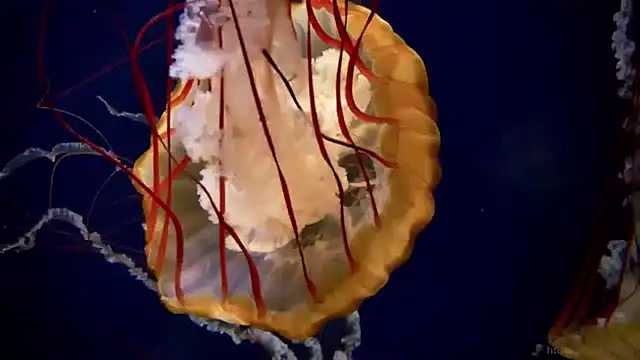 Snapshot of streamy_test13 chatting on January 23, 2025, 8:15 am streamy test13 online show from January 23, 2025, 8:15 am