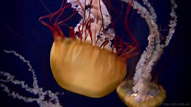 Snapshot of streamy_test13 chatting on December 9, 2024, 8:11 am streamy test13 online show from December 9, 2024, 8:11 am