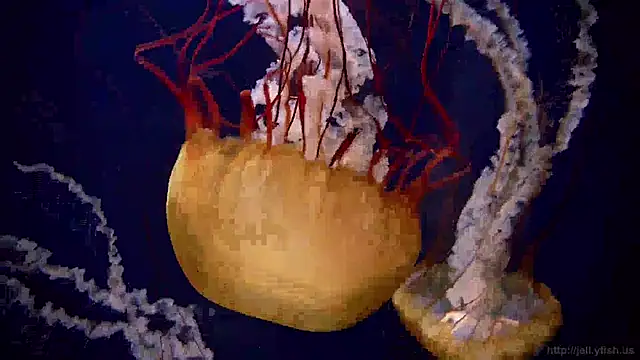 Snapshot of streamy_test13 chatting on January 21, 2025, 8:19 am streamy test13 online show from January 21, 2025, 8:19 am