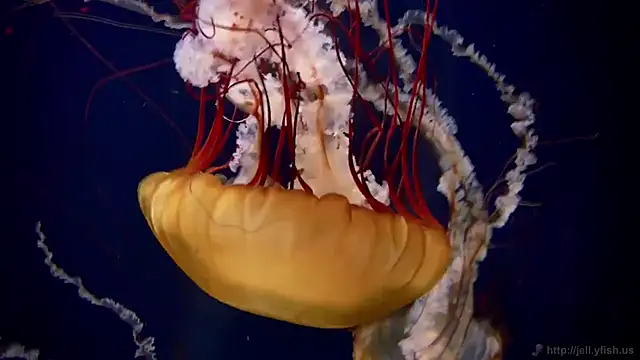 Snapshot of streamy_test13 chatting on February 4, 2025, 8:13 am streamy test13 online show from February 4, 2025, 8:13 am