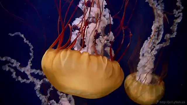 Snapshot of streamy_test13 chatting on September 16, 2025, 10:05 am streamy test13 online show from September 16, 2025, 10:05 am