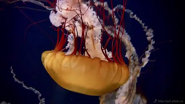 Snapshot of streamy_test15 chatting on September 18, 2025, 9:01 am streamy test15 online show from September 18, 2025, 9:01 am