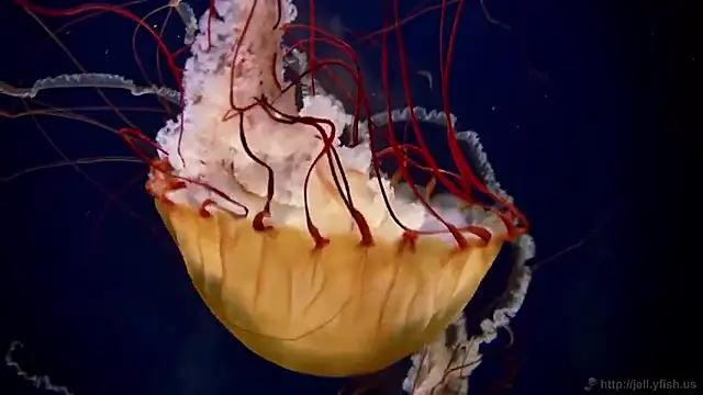 streamy test15 online show from January 15, 2026, 2:20 pm