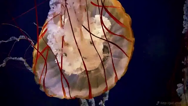 Snapshot of streamy_test15 chatting on December 10, 2024, 8:19 am streamy test15 online show from December 10, 2024, 8:19 am