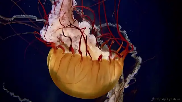 streamy test15 online show from February 26, 2026, 1:33 pm