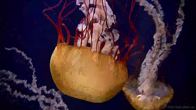 Snapshot of streamy_test15 chatting on December 20, 2024, 1:11 pm streamy test15 online show from December 20, 2024, 1:11 pm