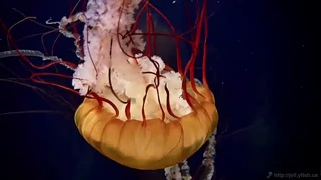 Snapshot of streamy_test15 chatting on January 8, 2025, 8:16 am streamy test15 online show from January 8, 2025, 8:16 am