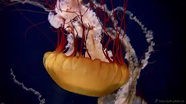 Snapshot of streamy_test15 chatting on November 4, 2025, 11:47 am streamy test15 online show from November 4, 2025, 11:47 am