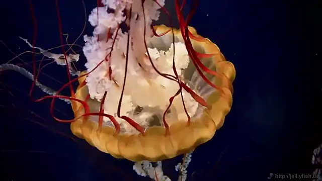 Snapshot of streamy_test15 chatting on March 18, 2025, 8:17 am streamy test15 online show from March 18, 2025, 8:17 am