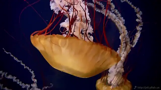 Snapshot of streamy_test15 chatting on November 17, 2025, 1:59 pm streamy test15 online show from November 17, 2025, 1:59 pm