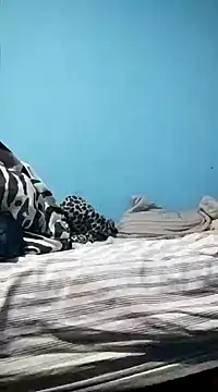 Leonul online show from January 19, 2025, 4:54 am