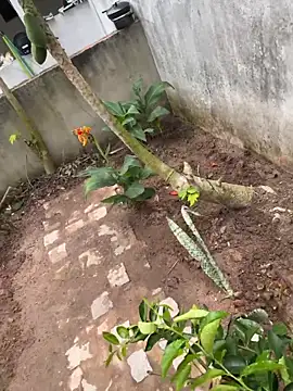 king cum  online show from February 11, 2026, 3:12 pm