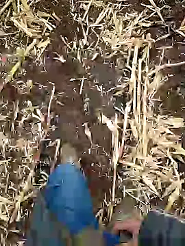 murokkk31 online show from January 5, 2025, 6:46 am