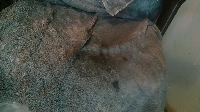 Gigadickman online show from January 14, 2025, 8:26 pm