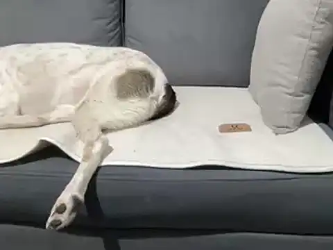 Snapshot of 4small4inchlol chatting on March 20, 2025, 7:35 pm 4small4inchlol online show from March 20, 2025, 7:35 pm