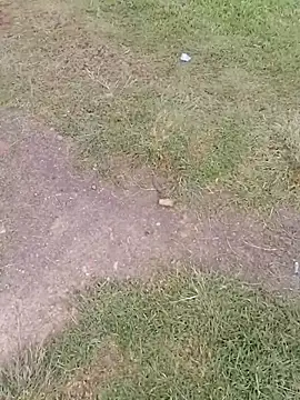 Snapshot of sophie_banger chatting on November 24, 2025, 9:48 pm sophie banger online show from November 24, 2025, 9:48 pm