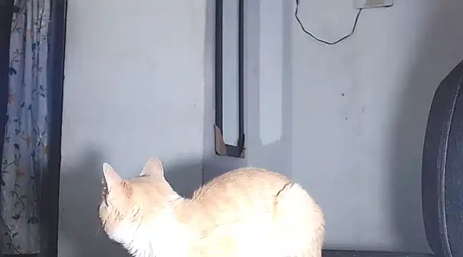 Snapshot of sofi_doll77 chatting on March 1, 2025, 10:53 pm sofi doll77 online show from March 1, 2025, 10:53 pm