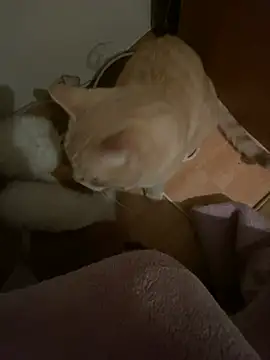 Snapshot of Starry_Siren chatting on December 13, 2024, 4:05 pm Starry Siren online show from December 13, 2024, 4:05 pm