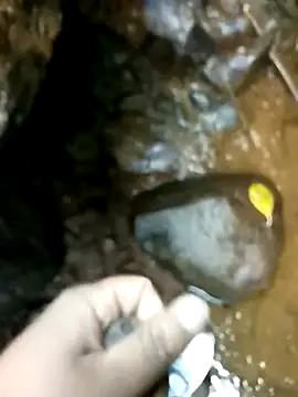 dpkpaksudda online show from September 24, 2025, 7:15 am