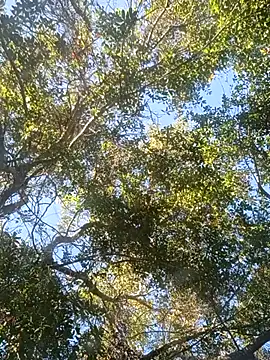 Snapshot of Buffshagswell chatting on November 18, 2025, 7:17 pm Buffshagswell online show from November 18, 2025, 7:17 pm